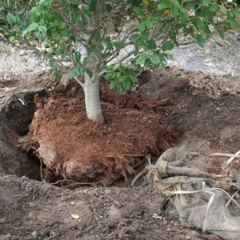 ¿Cuándo es un buen momento para trasplantar un árbol frutal?