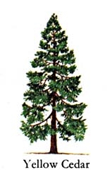 Bagaimana Beritahu Pokok Cedar Red Lama Saya?