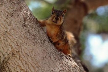 Wie man Eichhörnchen in den Bäumen loswird