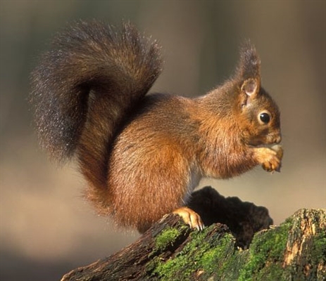 Hoe zich te ontdoen van eekhoorns in bomen