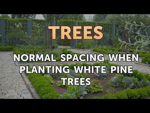 Normál távolság a fehér fenyőfák ültetésekor