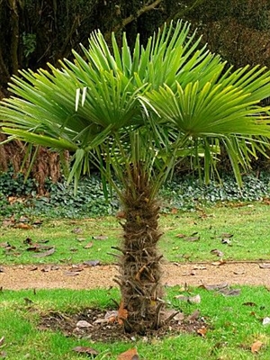 Pleje af et vindmølle-palmetræ