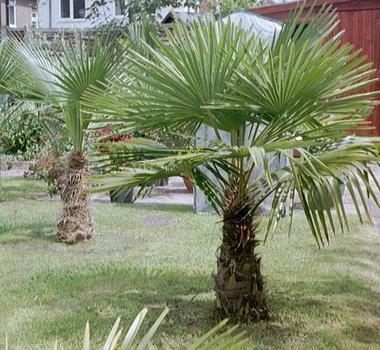 Soins d'un palmier à vent