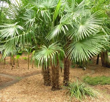 Njega palminog drveta vjetrenjače