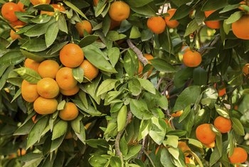 Wie man einen Calamansi-Baum macht Geben Sie Früchte