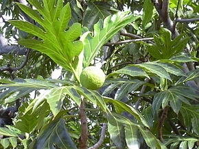 Comment faire un arbre Calamansi donner des fruits