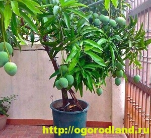 Как сделать так, чтобы дерево Каламанси дало плоды