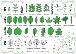 Come identificare le foglie di noce inglese