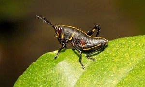 Jak se zbavit Lubber Grasshoppers
