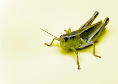 Hoe zich te ontdoen van Lubber Grasshoppers