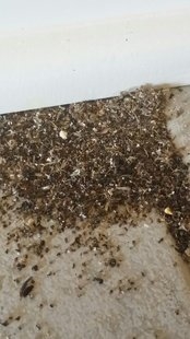 ¿Qué insectos dejan montículos de tierra?