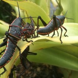 Как да се отървете от Lubber Grasshoppers