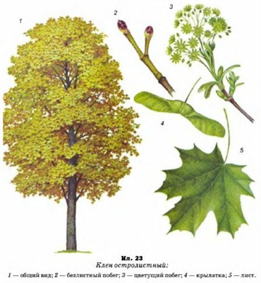 Как размножаются кленовые деревья?