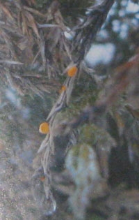 Листья тростниковой массы, желтеющие и коричневые на концах