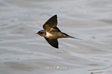 Cara Menyingkirkan Barn Swallows