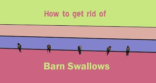 Cara Menghilangkan Swallow Barn