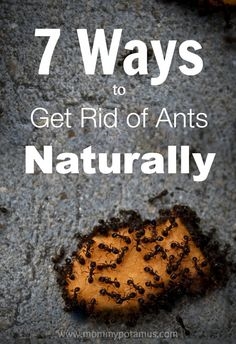 Hogyan lehet megszabadulni a hangyákról háziállatok károsítása nélkül