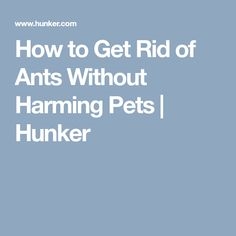 Cara Menyingkirkan Semut Tanpa Membahayakan Hewan Peliharaan