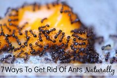 Hvordan bli kvitt maur uten å skade kjæledyr