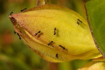 Como se livrar das formigas sem prejudicar animais de estimação