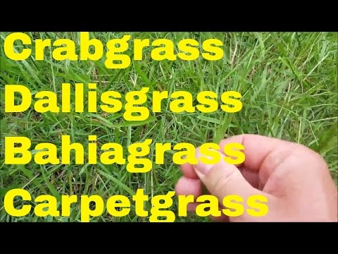 Kā nogalināt Crabgrass ar etiķi