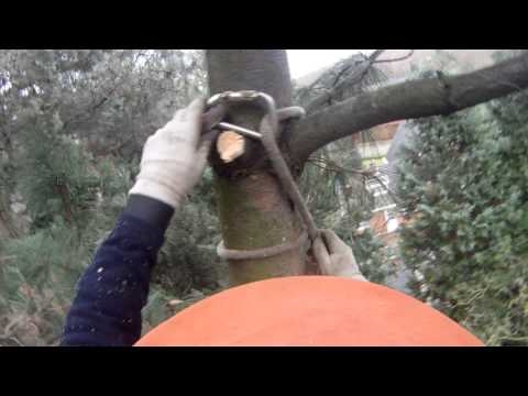 Hoe maak je een touw- en kettingzaag om hoge boomtakken te snoeien