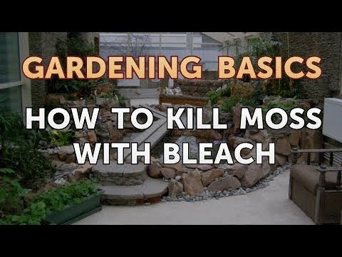Hur man dödar moss med blekmedel
