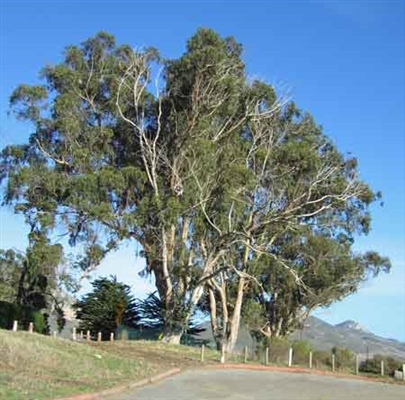 Hogyan kell használni a ház eukaliptuszleveleit