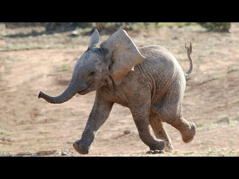 כיצד לזהות פטריות אוזניים של Beefsteak & Elephant