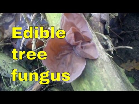 Como identificar os cogumelos Beefsteak e Elephant Ear