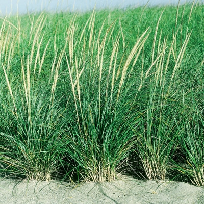 Como cultivar grama no solo arenoso