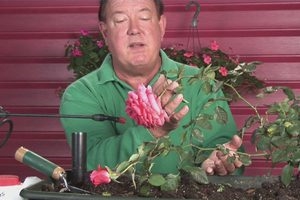 Sådan genoplives droopy-headed roser