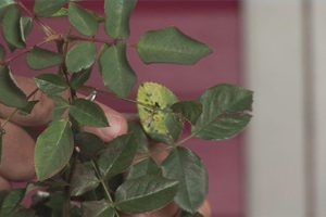 Hvordan gjenopplive droopy-headed roser
