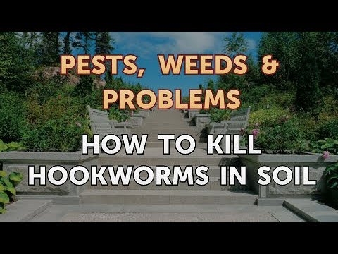 Comment tuer les ankylostomes dans le sol