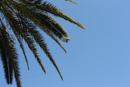 Comment faire revivre un palmier reine mourante