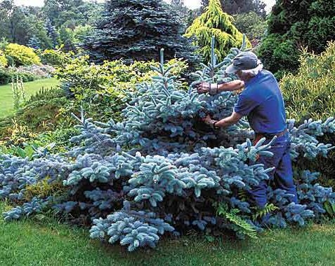Hvordan beskjære gjengrodde blå granbusker