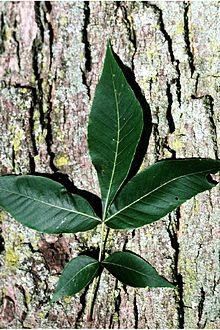 Společné ořechové stromy ve Virginii