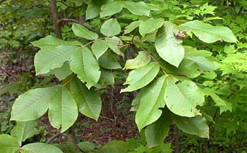 Virginian yleiset pähkinäpuut