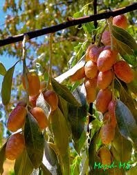 Како размножавати руске дрвеће маслина