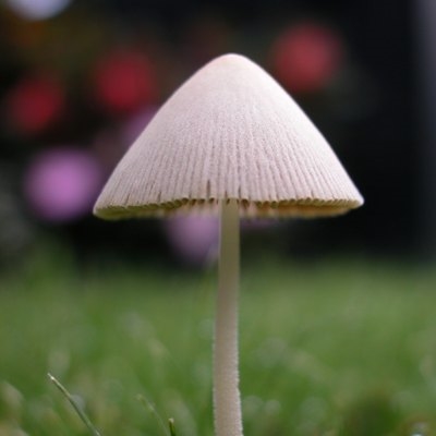 Etikka ruohon piha-sienelle