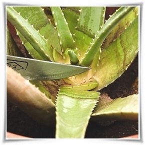 Wie man Aloe-Blätter konserviert