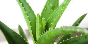 Como preservar as folhas de Aloe