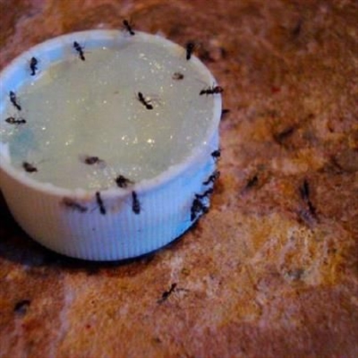 Cómo deshacerse de los insectos de agua en la casa