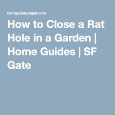 Jak uzavřít díru krysy v zahradě