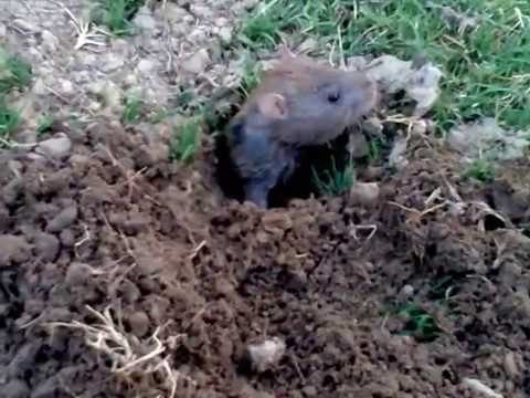 Wie man ein Rattenloch in einem Garten schließt