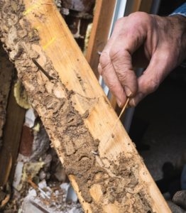 Terre de diatomées pour l'élimination des termites