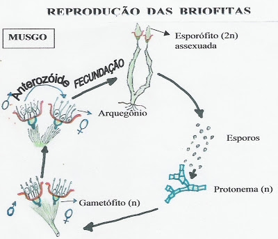 Ciclo de vida das algas