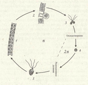 Жизненный цикл водорослей