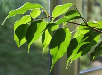 Što znače uvijeni listovi na stablu smokve?