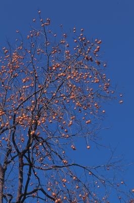 Hva betyr krøllede blader på et fikentreet?